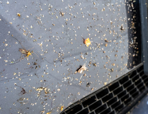 Why Regular Car Washes Are Essential During Bug Season