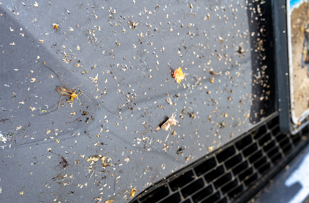 Why Regular Car Washes Are Essential During Bug Season